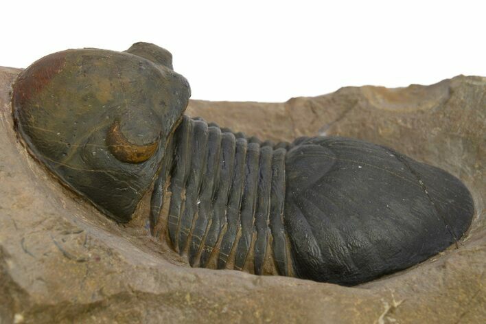 Paralejurus Trilobite Fossil - Atchana, Morocco #312795